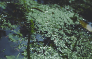 algae in pool